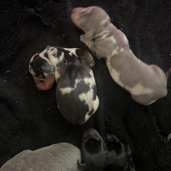 Exotic Baby teckels