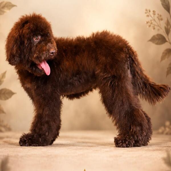 Spanish Water Dog