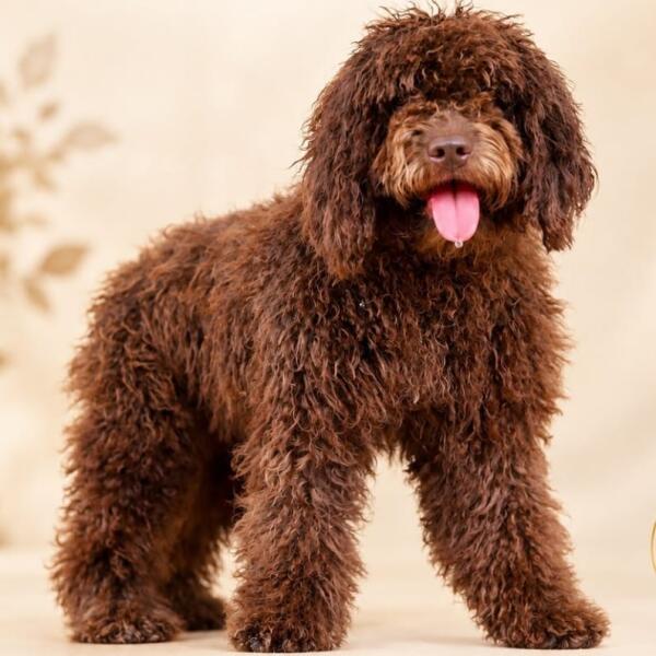 Chien D'EAU ESPAGNOL
