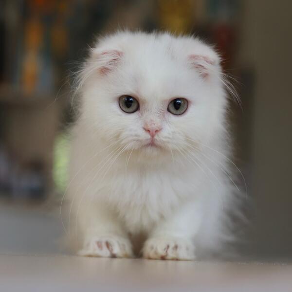 Bella Perle de L’Orient