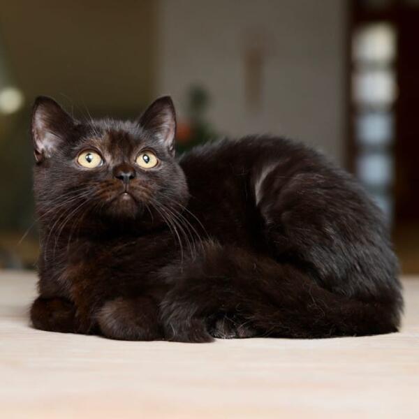 Onyx Étoile de L’orient